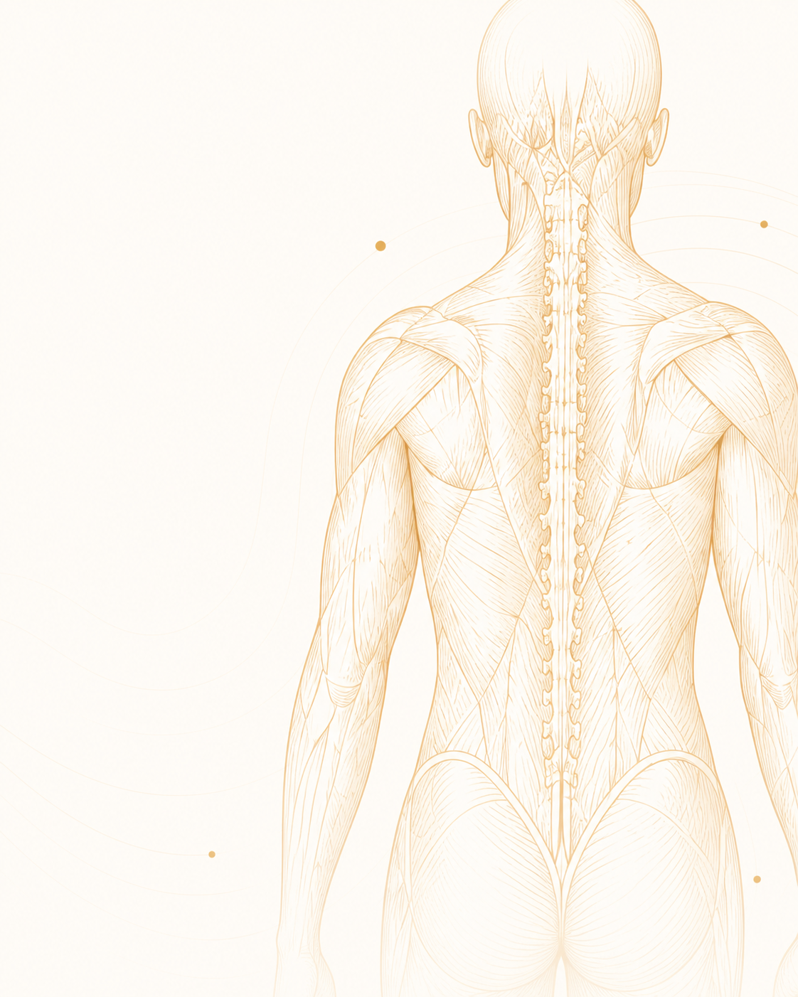 Anatomical back illustration representing posture, fascia, and corrective bodywork